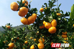 网红蜜柑,甜蜜生活，魅力四射