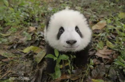 熊猫的网红之路微盘,从微盘到全民偶像的蜕变之旅