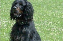 雪达犬,优雅猎犬的起源、特征与养护指南