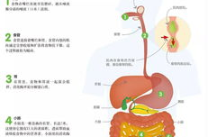 消化系统模型,结构、功能与疾病模拟解析
