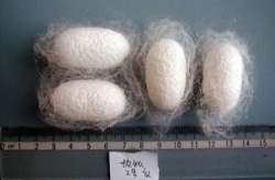 网红蚕茧,揭秘网络红人的蜕变之路